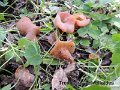 Guepinia helvelloides-amf850